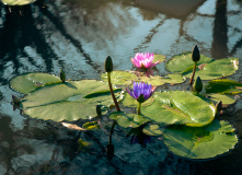 Япония, К пальмам и горячим пескам (разведка)