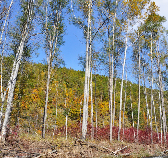 Дальний Восток, Сплав и рыбалка на тайменя, хариуса, кунджу и гольца. Река Коппи (Хабаровский край)