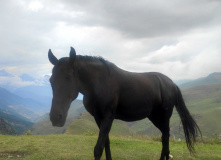 Кавказ, Дигория in english. Горный лагерь для родителей с детьми