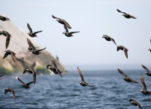 Дальний Восток, Шантарские острова: в поисках мечты (разведка)