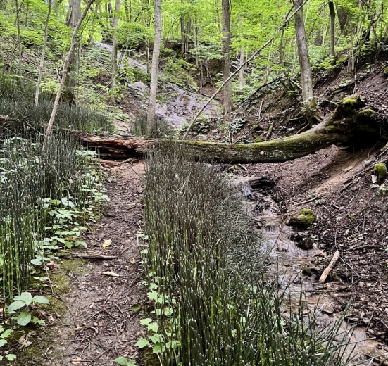 Подмосковье, Пеший поход "Приокскими тропами" (Разведка)