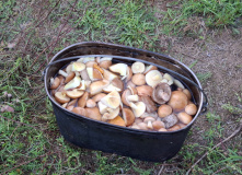 Подмосковье, Вдоль Мсты через подвесные мосты