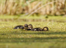 Подмосковье, Мытищинские плавни. Поход с орнитологом