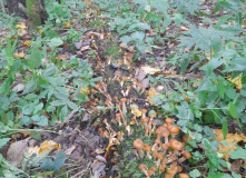 Подмосковье, Пеший поход «отМорозки»