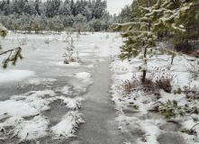 Подмосковье, Поход к карьеру Сима и хвойным лесам