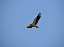 Дагестан, Дагестан глазами натуралиста