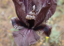 Дагестан, Дагестан глазами натуралиста