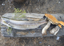 Кольский, Сплав и рыбалка на Умбе (рыболовный маршрут)