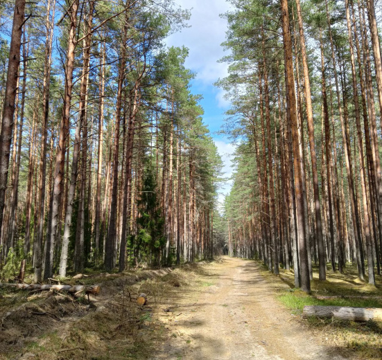 Подмосковье, Вдоль Мсты через подвесные мосты
