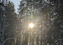 Северо-Запад, Лыжная тренировка в Ленобласти