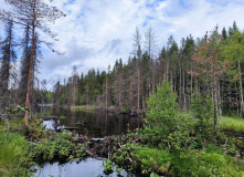 Карелия, Заповедная Карелия: тропами Калевалы (разведка)