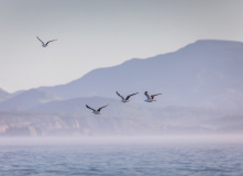 Остров Итуруп