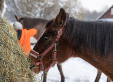Северо-Запад, Всей семьёй в Новый Год!