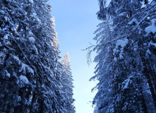 Мария Вербицкая