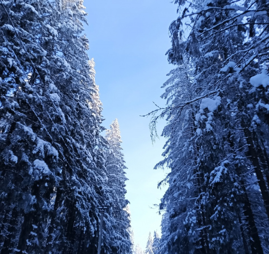 Мария Вербицкая