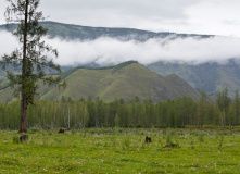 Алтай, Горный лагерь на Алтае (отдых в Тюнгуре)