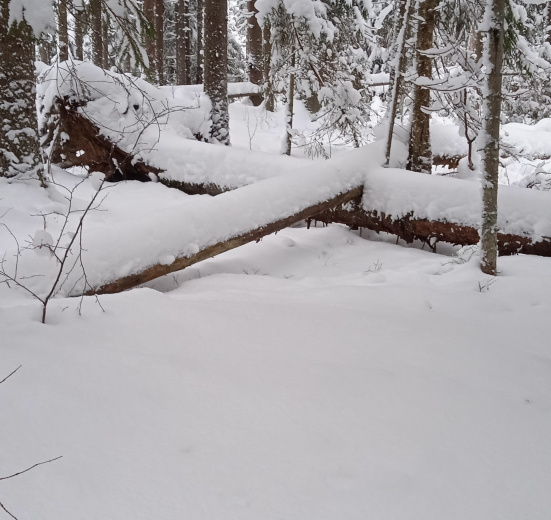 Лыжная прогулка в Ленобласти
