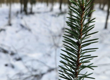 Подмосковье, Однодневный детский поход - English Club for kids