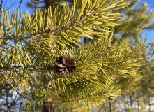 Урал, В самое сердце Северного Урала: на плато Маньпупунер
