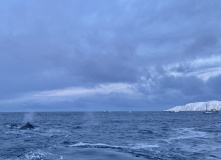 Кольский, Арктические выходные-2: в погоне за китами