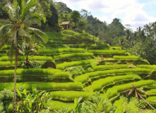 Индонезия, Большой тур по Индонезии: комфорт-тур