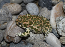 Дагестан, Дагестан глазами натуралиста