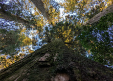 Япония, Осень у подножия Фудзиямы