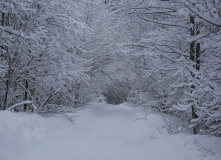 Подмосковье, Однодневный лыжный поход «Прогулка в Дубровицких лесах»