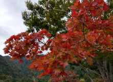 Япония, Осень у подножия Фудзиямы