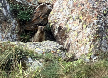 Киргизия, В стране эдельвейсов: пеший поход по Центральному Тянь-Шаню (Терскей-Алатау)