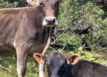 Киргизия, В стране эдельвейсов: пеший поход по Центральному Тянь-Шаню (Терскей-Алатау)