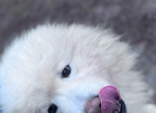 Подмосковье, Однодневный поход-трекинг с хаски