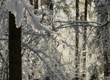 Подмосковье, Однодневный пеший поход в усадьбу Мураново