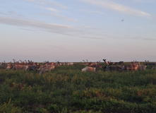 Урал, Полярный Урал: с истоков Печоры. Сплав по реке Малая Уса на байдарках