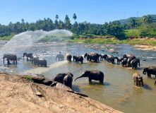 Шри-Ланка (о. Цейлон), Спящий слон. Путешествие на остров Цейлон