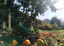 Испания, Пешком из Португалии в Испанию: Камино де Сантьяго