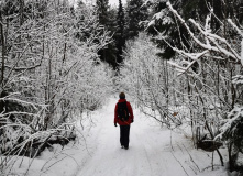 Подмосковье, Поход к карьеру Сима и хвойным лесам