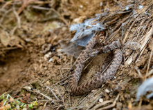 Дагестан, Дагестан глазами натуралиста
