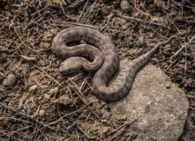 Дагестан, Дагестан глазами натуралиста
