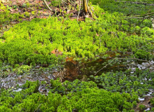 Подмосковье, Пеший поход «Большая Калужская Тропа: вдоль Угры к Никола-Ленивцу»