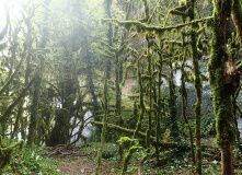 лес у Шакуранского водопада