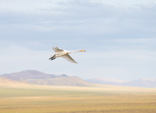 Монголия, Автотур «Неизведанная Монголия»