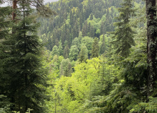 Грузия, Поход по нацпарку Боржоми с проживанием в отелях