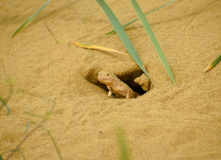 Дагестан, Дагестан глазами натуралиста