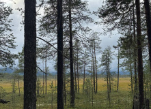 Карелия, У самого Полярного Круга: в нацпарк Паанаярви с детьми