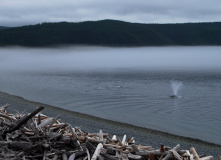 Дальний Восток, Шантарские острова: в поисках мечты (разведка)