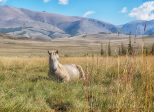 Алтай, Велопоход по Горному Алтаю (разведка)