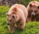 Подмосковье, Пеший поход - В поисках медведей и варенья
