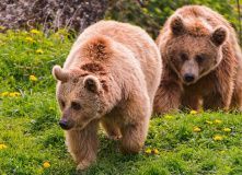 Подмосковье, Пеший поход - В поисках медведей и варенья