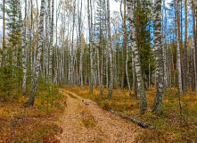 Подмосковье, Пеший поход “Лёгкость бытия” (РАЗВЕДКА)